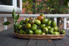 tomatos-for-salsa