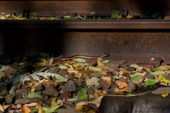 copy_0_snake-on-the-rail